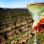 VINSKIM PUTEVIMA SVIJETA (srednji modul Vinske škole )