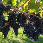 MANE VINA I KAKO IH PREPOZNATI