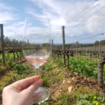 VINA TOSCANE, PIJEMONTA I VENETA