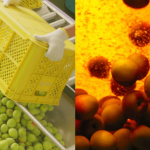 Japan u čaši: Ume i Umeshu iskustvo