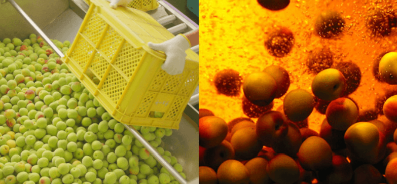 Japan u čaši: Ume i Umeshu iskustvo