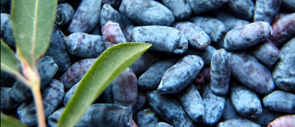 Haskap (Lonicera caerulea), poznat kao sibirska borovnica – bobičasto voće od kojeg nastaje Thesaurum voćno vino. Izvor fotografije: Thesaurum – službena mrežna stranica.